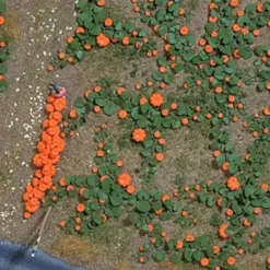 New Busch 1201 HO Pumpkin Field - Your Source for Gaming Essentials Trains