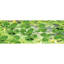 Sale JTT Scenery Products 95537 HO 3/4" Lily Pads (Pack of 12) - Your Source for Gaming Essentials Trains