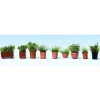 Walthers 949-1083 HO Potted Foliage Plants - Botanicals pkg(9) - Your Source for Gaming Essentials*